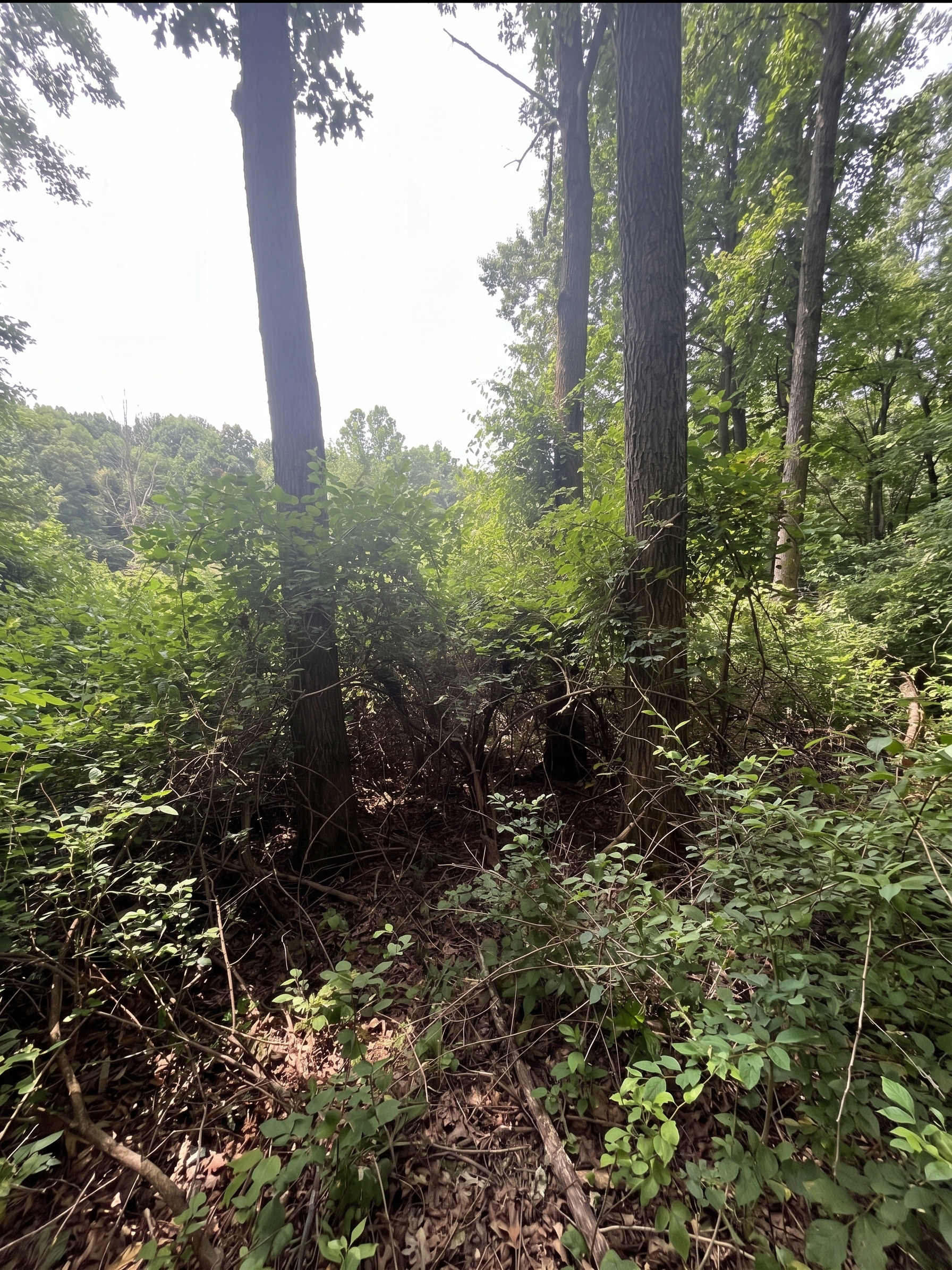 Overgrown Cincinnati-area property before brush clearing